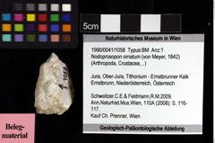 Foto (Objket + Etiketten) von Nodoprosopon ornatum (von Meyer, 1842) 